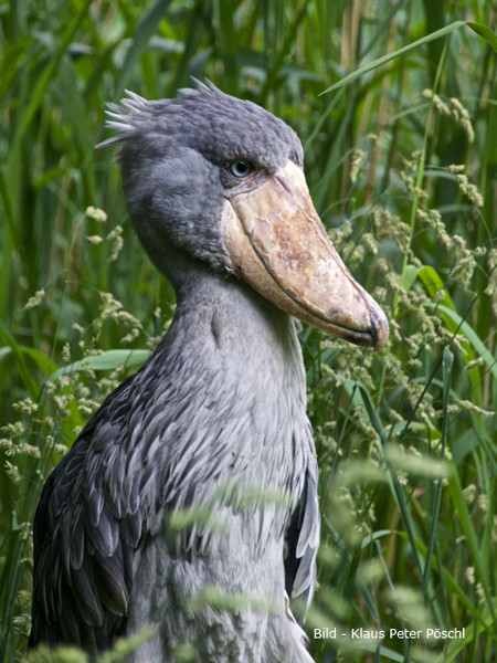 VHS Twistringen Workshop / Vogelpark Walsrode Juni 2014 - Teilnehmer/in in Aktion