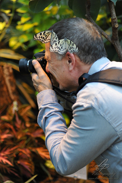 Makrofotografie - Schmetterlingshaus Bremen - Leitung und Fotografie Linda Peinemann Nov.2014