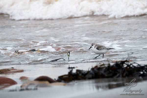 Fotoreise Helgoland - Januar 2015 / Foto: Linda Peinemann 