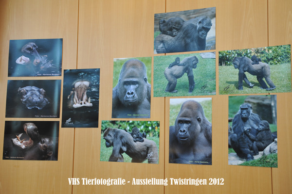 VHS Twistringen - Tierfotografie - Hannover Zoo 2012 - Fotoausstellung im Rathhaus