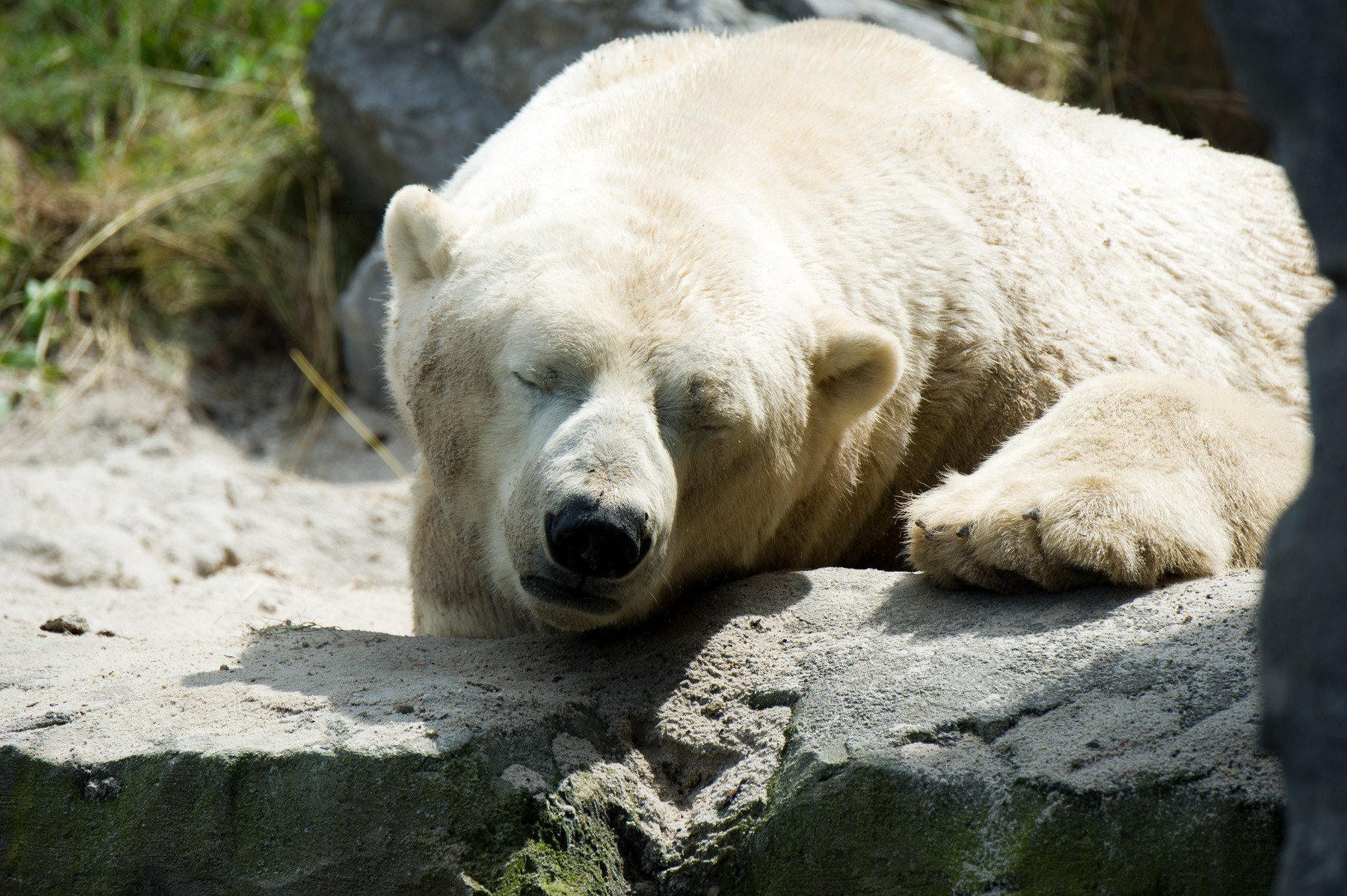 VHS Foto Workshop - Hannover Zoo - 26.07.2014. Leitung Linda Peinemann