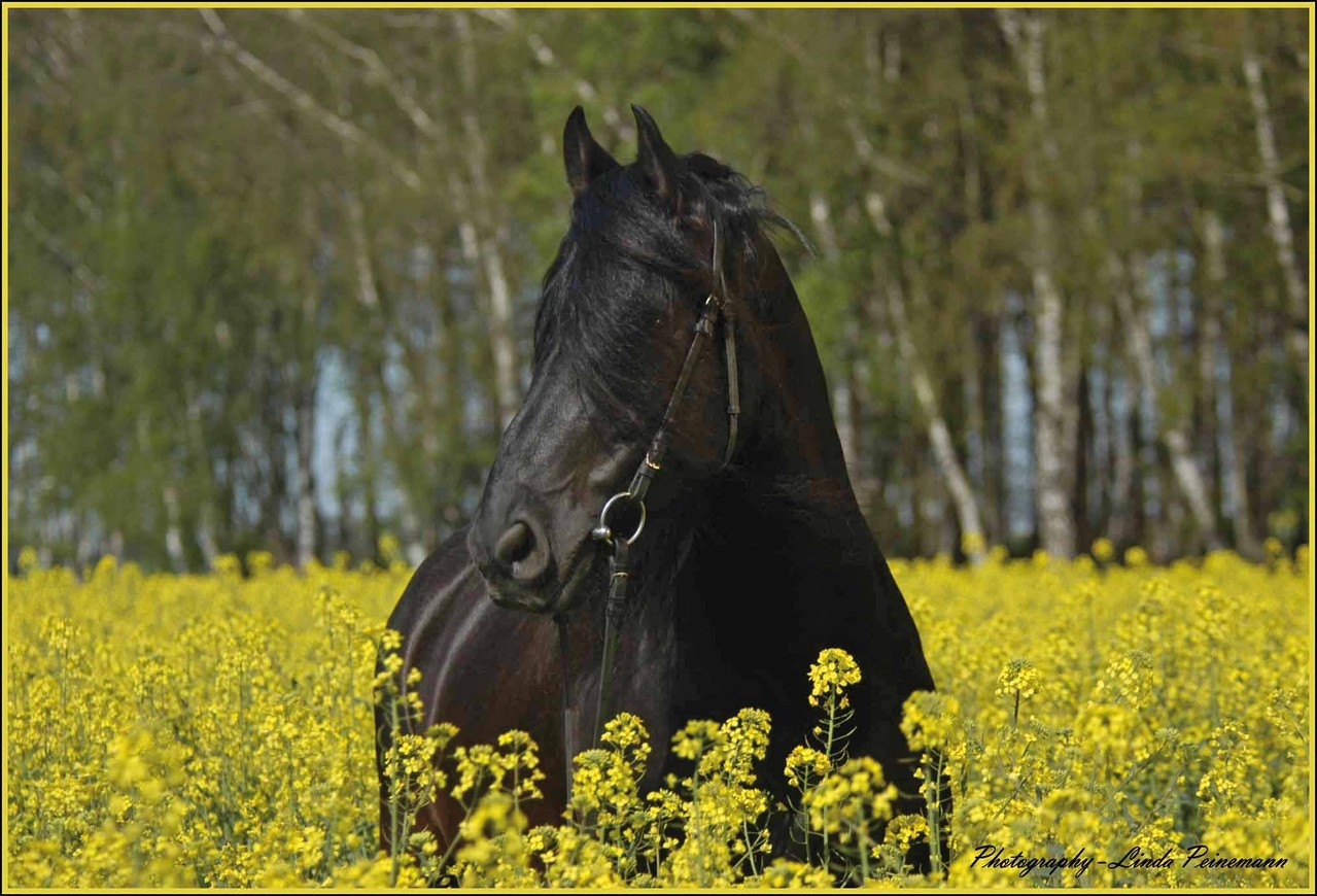 Friese - Friesian Horses