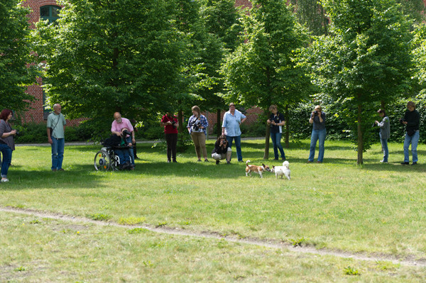 Hunde & Pferdefotografie für Anfänger/innen - Pferdemuseum Verden Mai 2014
