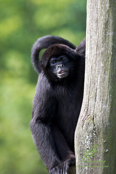 VHS Workshop "Tierfotografie für Fortgeschrittene" 12.07.2014  - Leitung Linda Peinemann