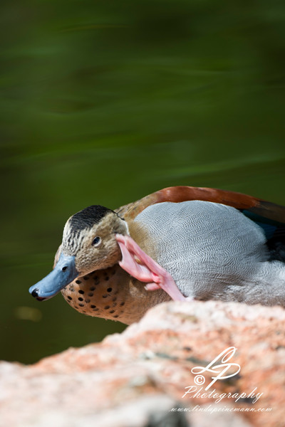 VHS Twistringen Workshop / Vogelpark Walsrode Juni 2014 - Leitung & Fotografie Linda Peinemann