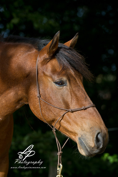 Pferde und Hundefotografie Workshop mit Linda in Hamburg