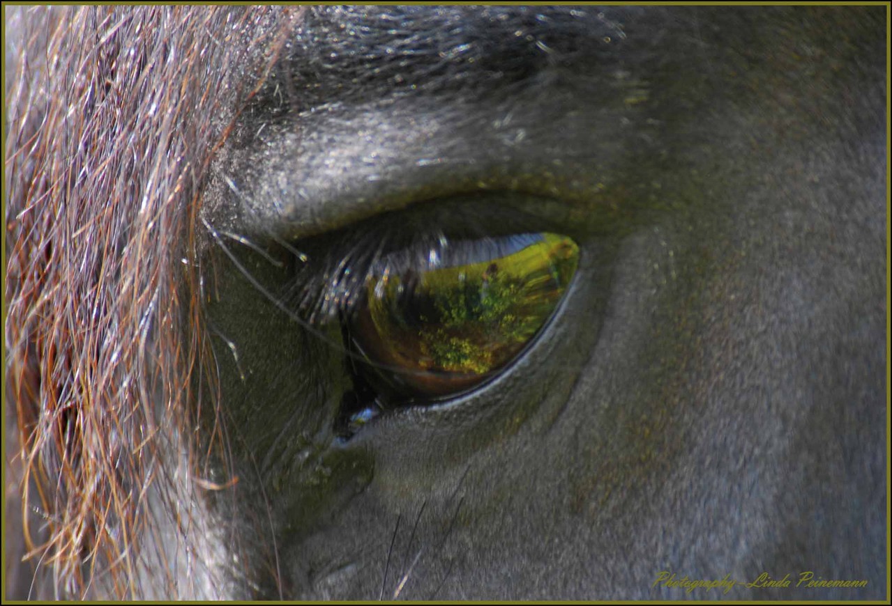 Friese - Friesian Horses