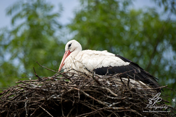 VHS Workshop "Tierfotografie für Fortgeschrittene" 12.07.2014  - Leitung Linda Peinemann