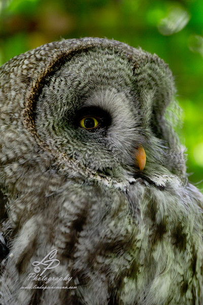 VHS Workshop "Tierfotografie für Fortgeschrittene" 12.07.2014  - Leitung & Fotografie Linda Peinemann