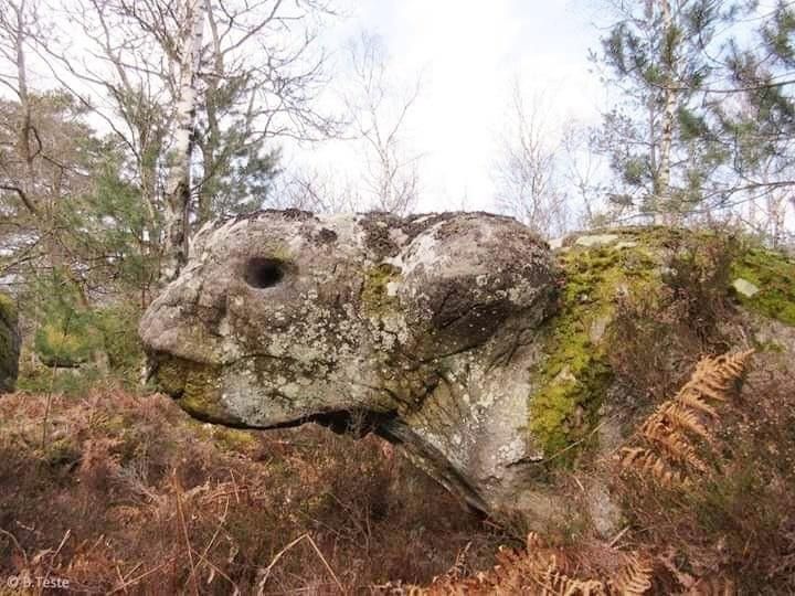 Ceratops