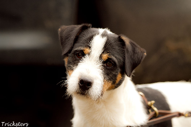 PRT vom Glockenhof Welpen Zucht Zwinger PRT vom Glockenhof jagdlich geführte Parson Russell Terrier Zuchthündin Zuchtrüde