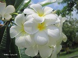 ☆BALI Select☆ FB