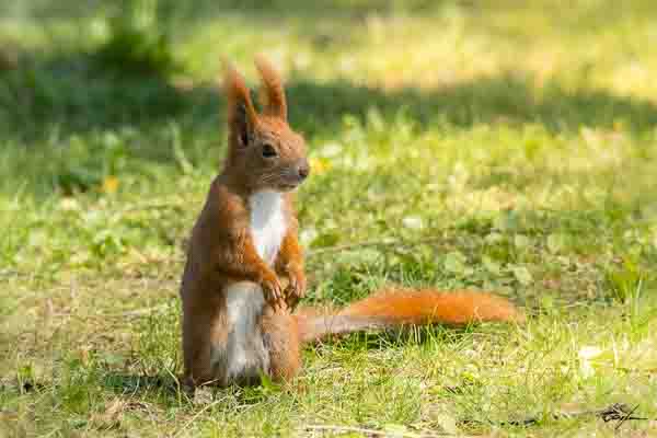 Ein Königreich für ein Eichhörnchen