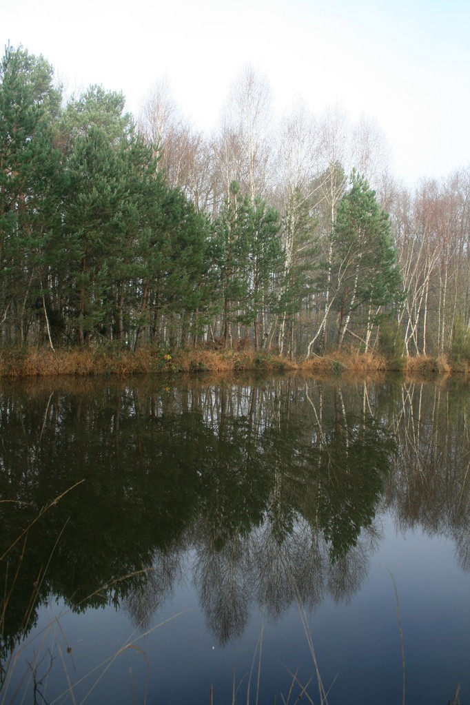 Reflets dans l'étang