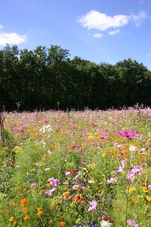 Field of flowers for the bees