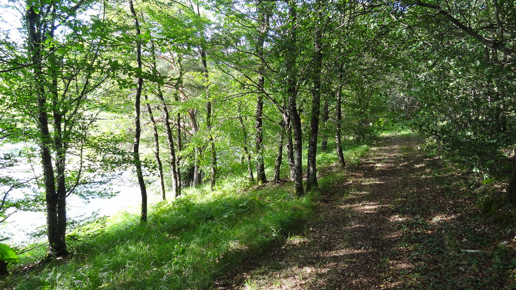 Auf den Waldwegen neben dem See