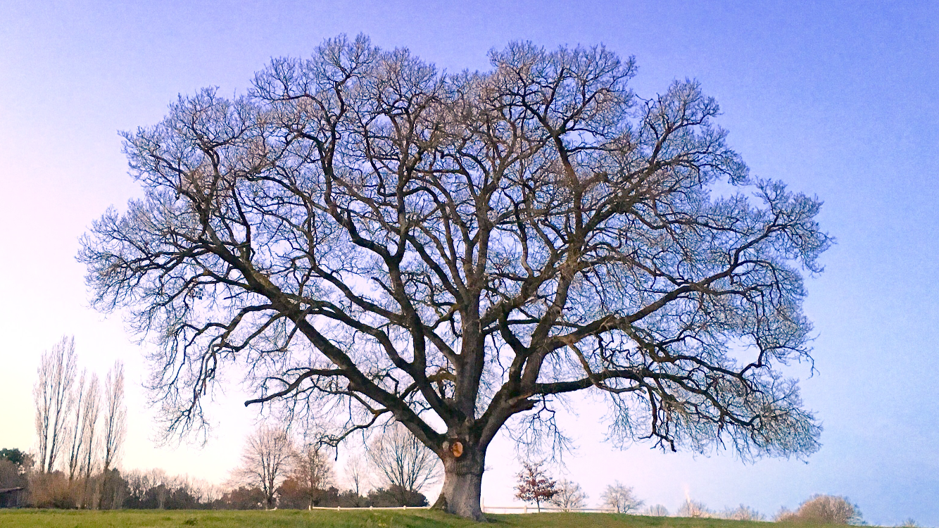 Beautiful oak