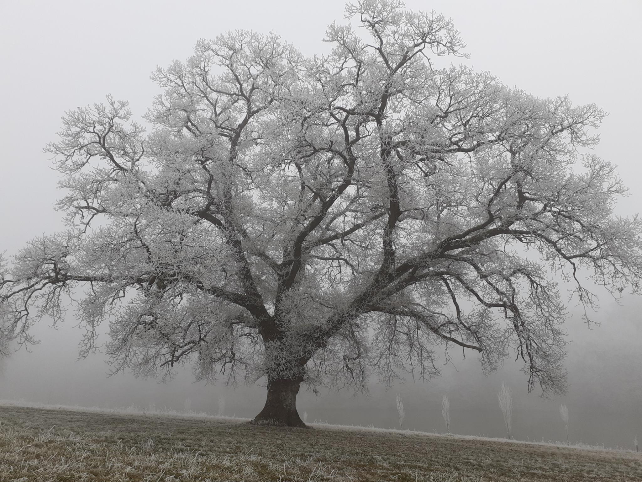  die Eiche unter dem Frost