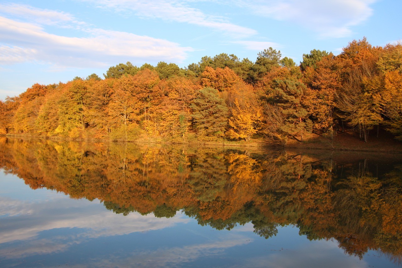 Colors of autumn in the forest