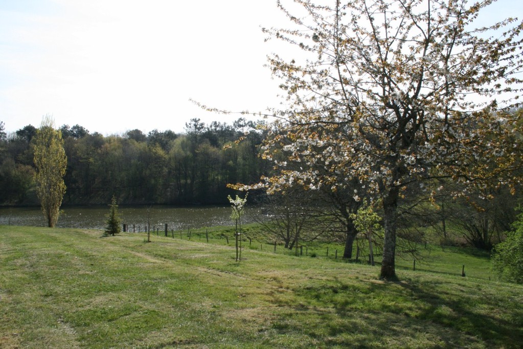 Der Kirschbaum mit Blüten