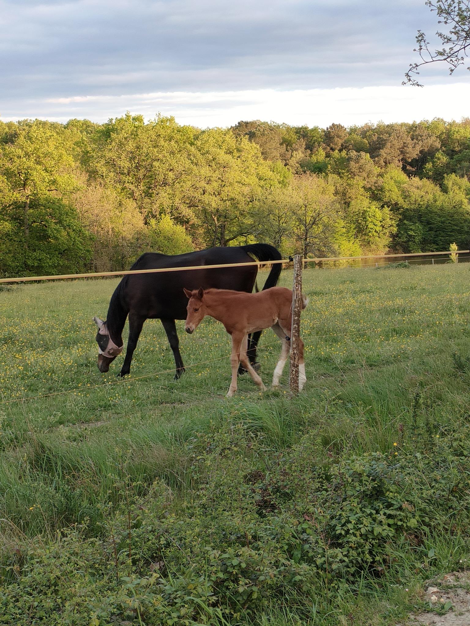 Nos hôtes les chevaux