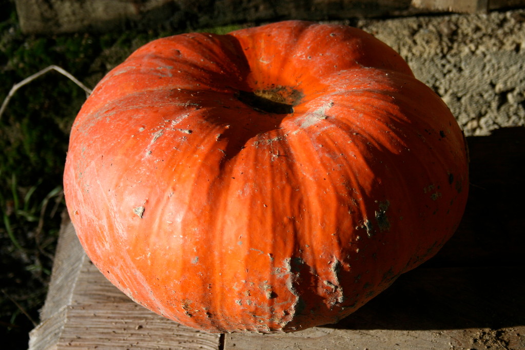 Treasure from the vegetable garden