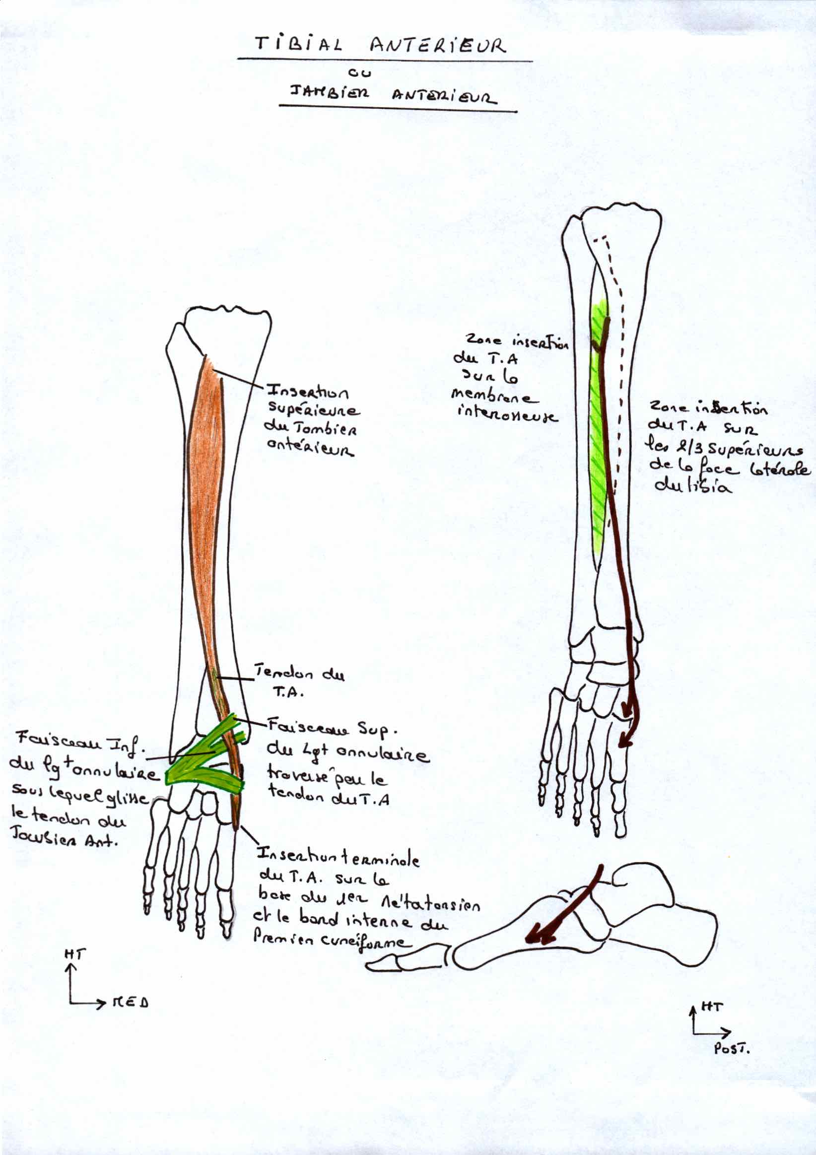 tibial postérieur et antérieur