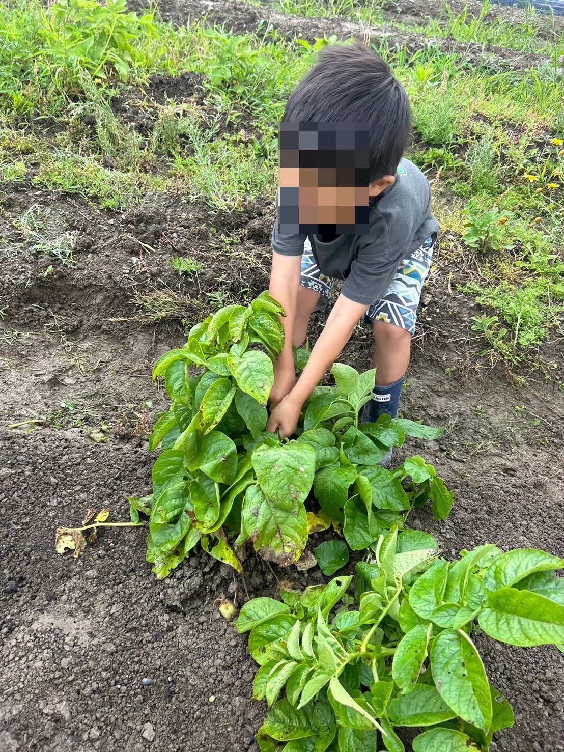 子どもたちと畑仕事と食事作り