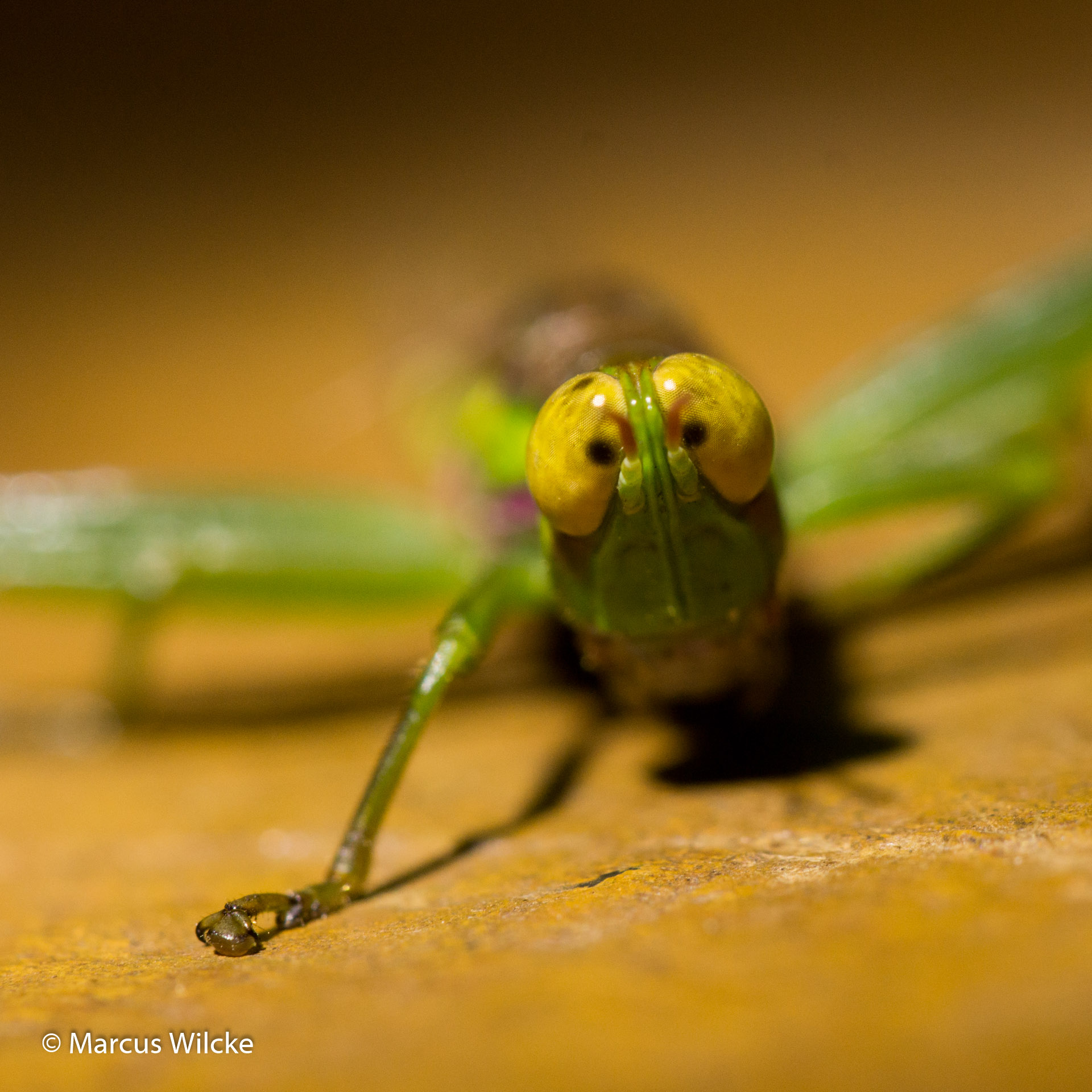 Mburo NP