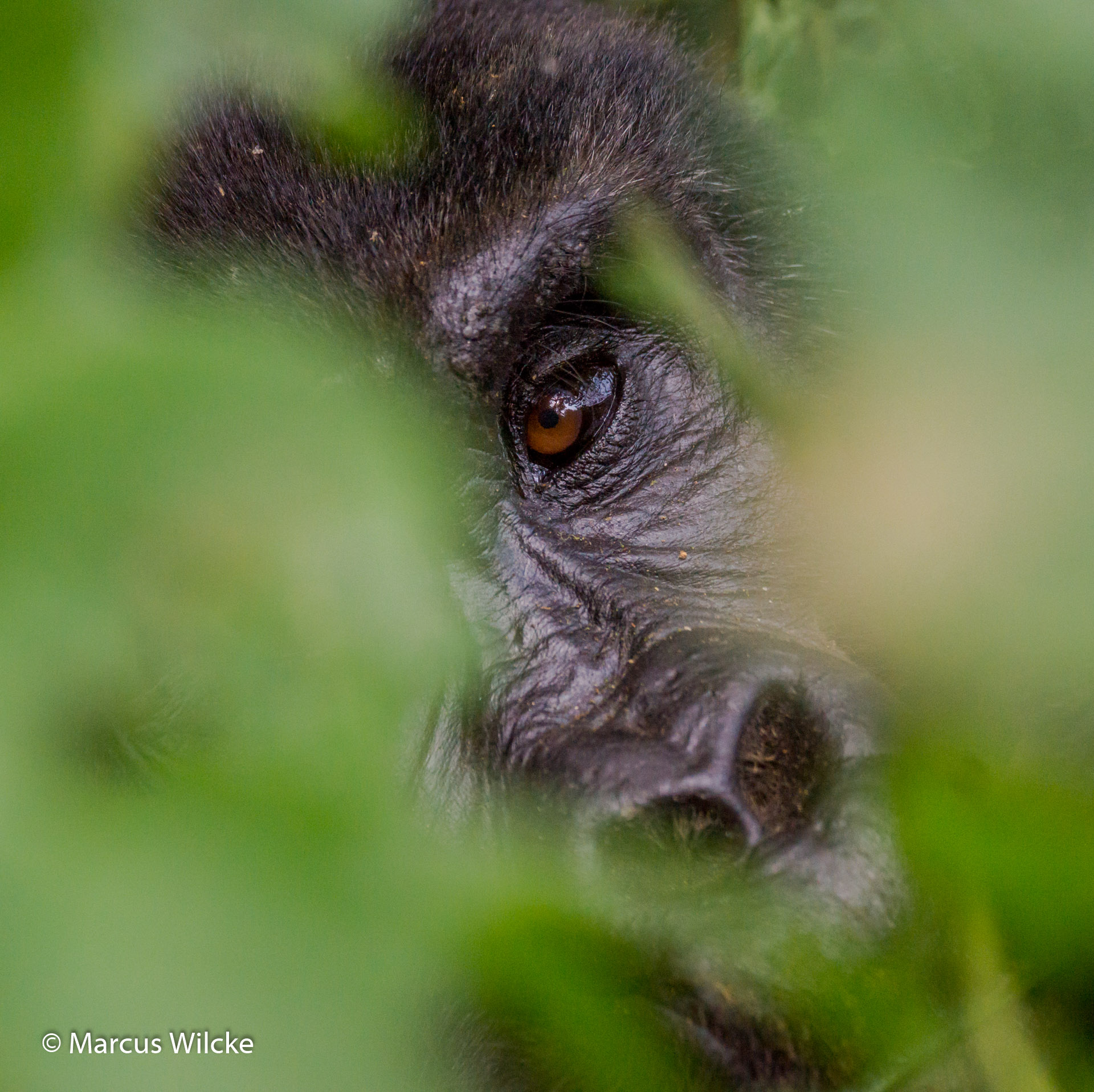 Bwindi NP