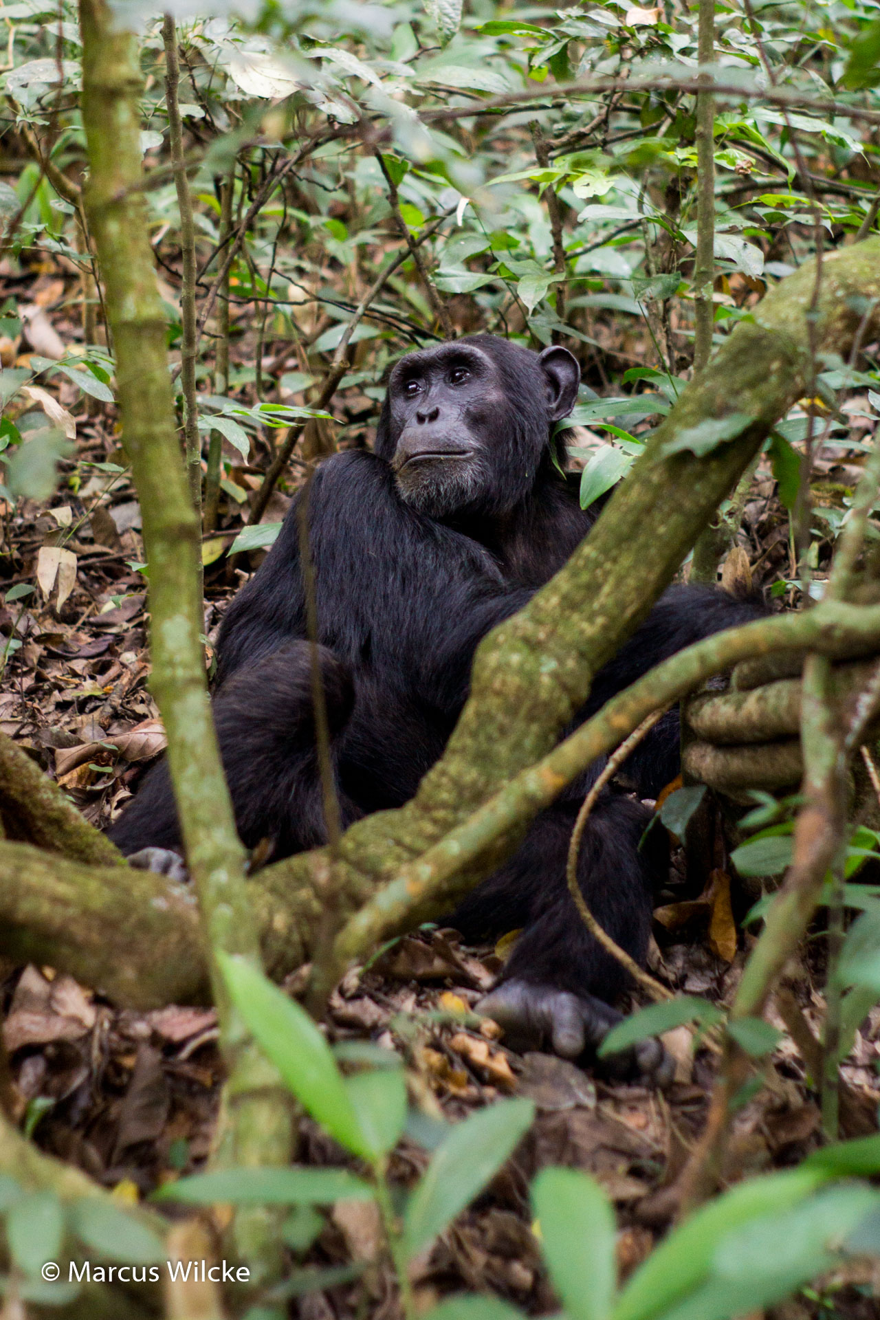 Kibale NP