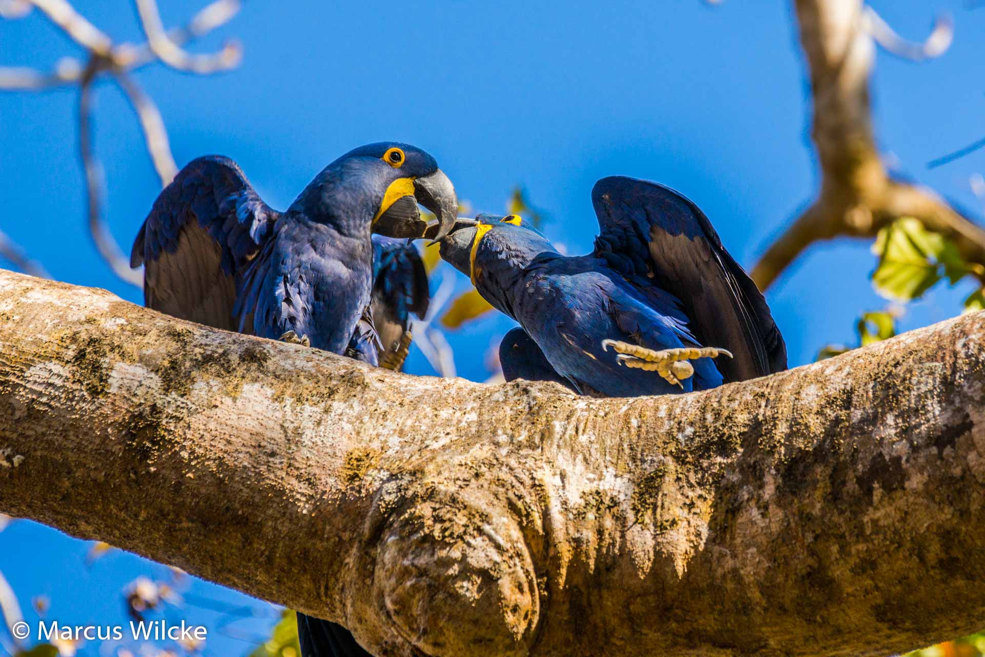 Pantanal