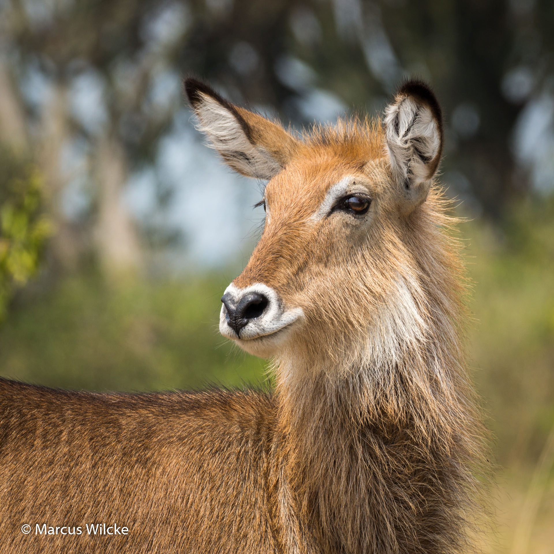 Queen Elizabeth NP