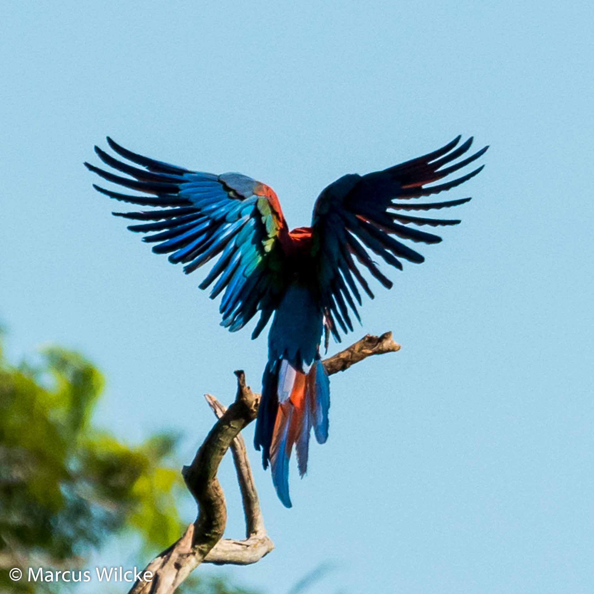 Pantanal