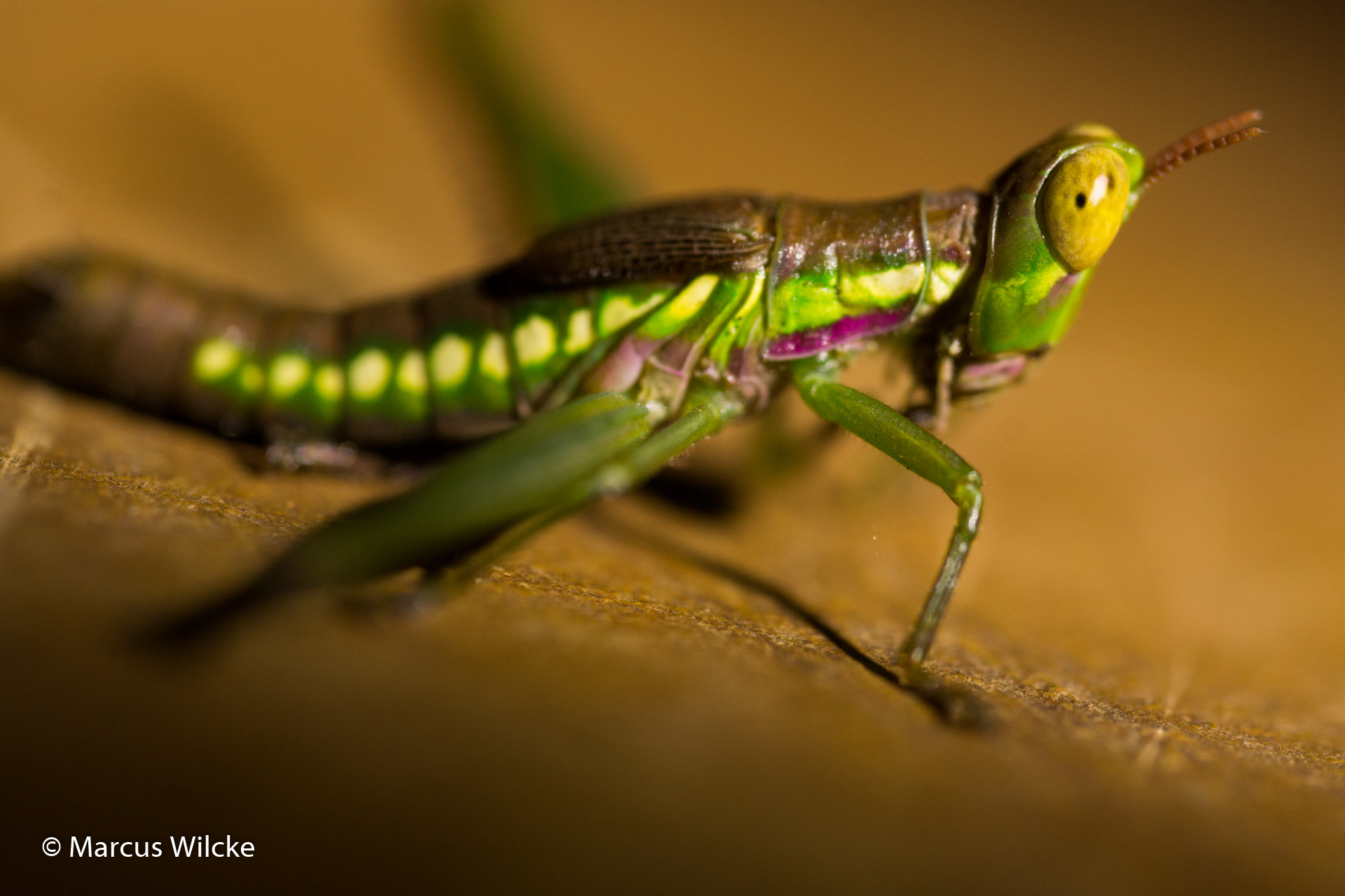 Mburo NP