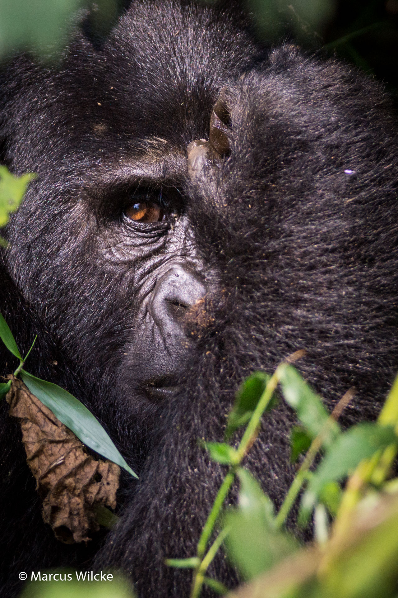 Bwindi NP