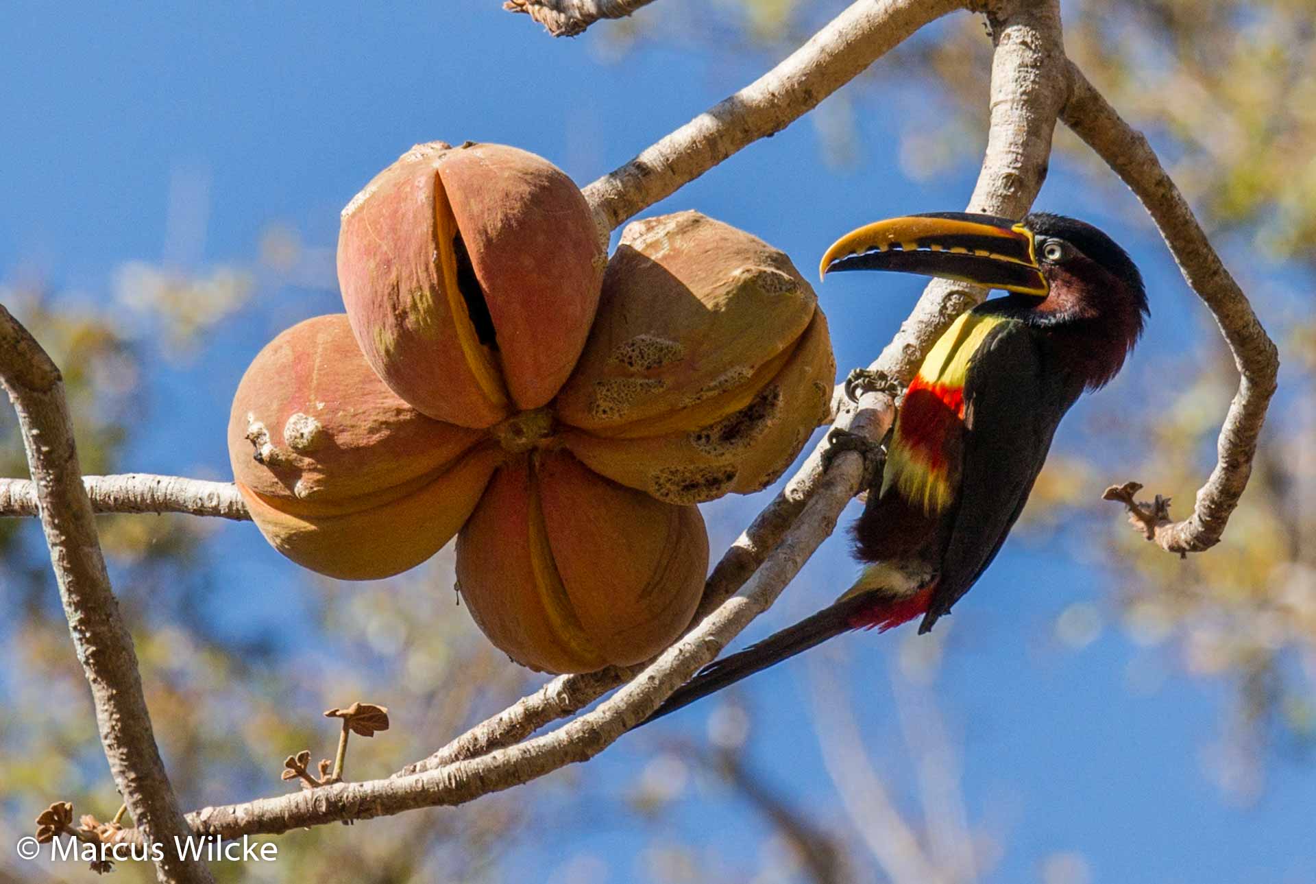 Pantanal