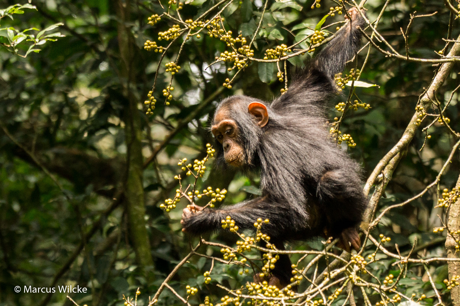 Kibale NP