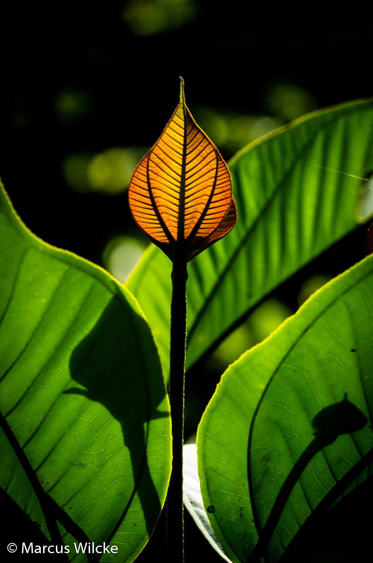 Amazonas