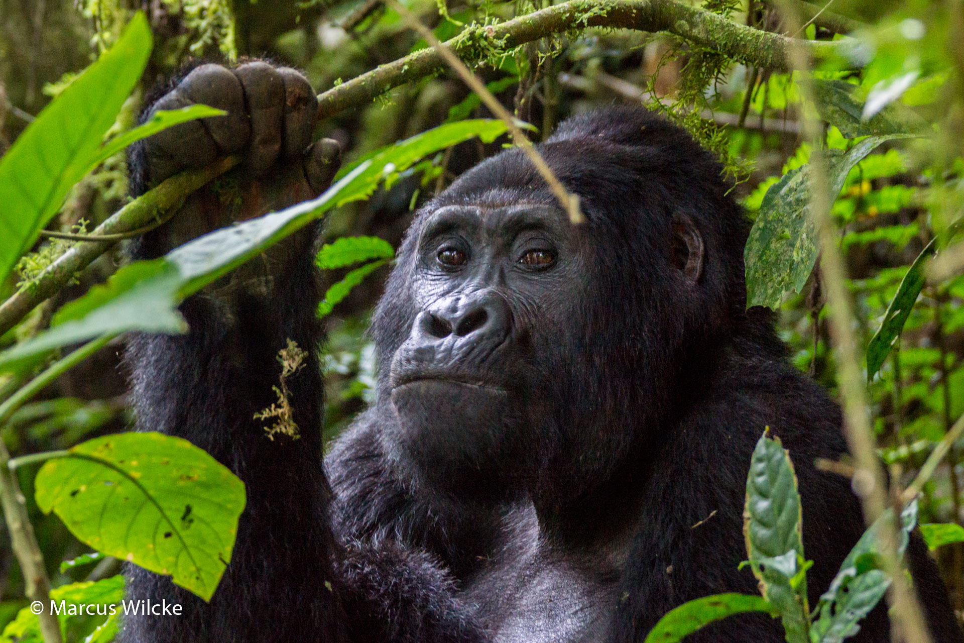 Bwindi NP