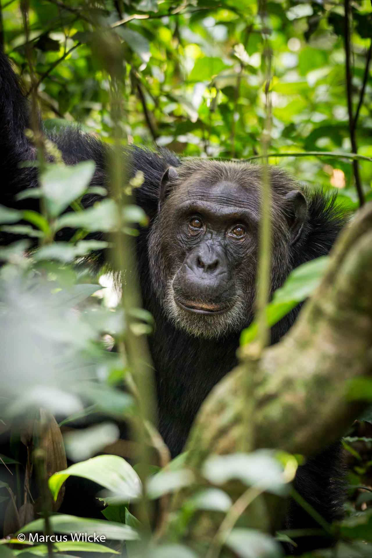 Kibale NP