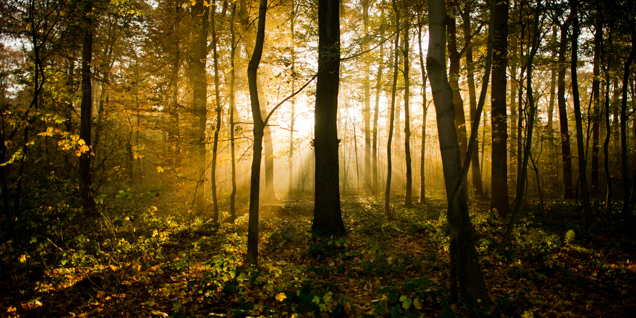 Tarifs David Poucet kiné du sport