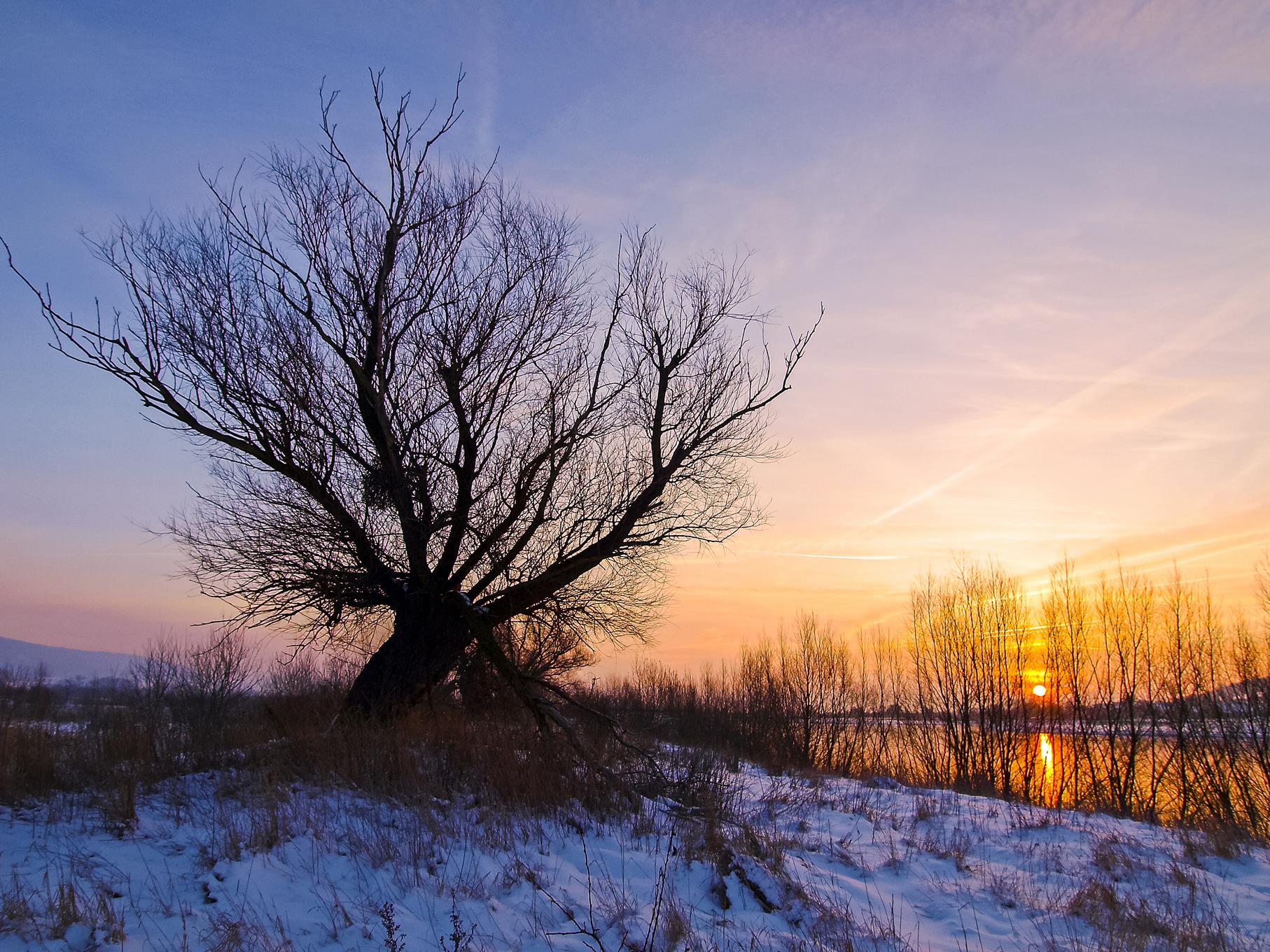 Kopfweide in der Auenlandschaft bei Sonnenaufgang.