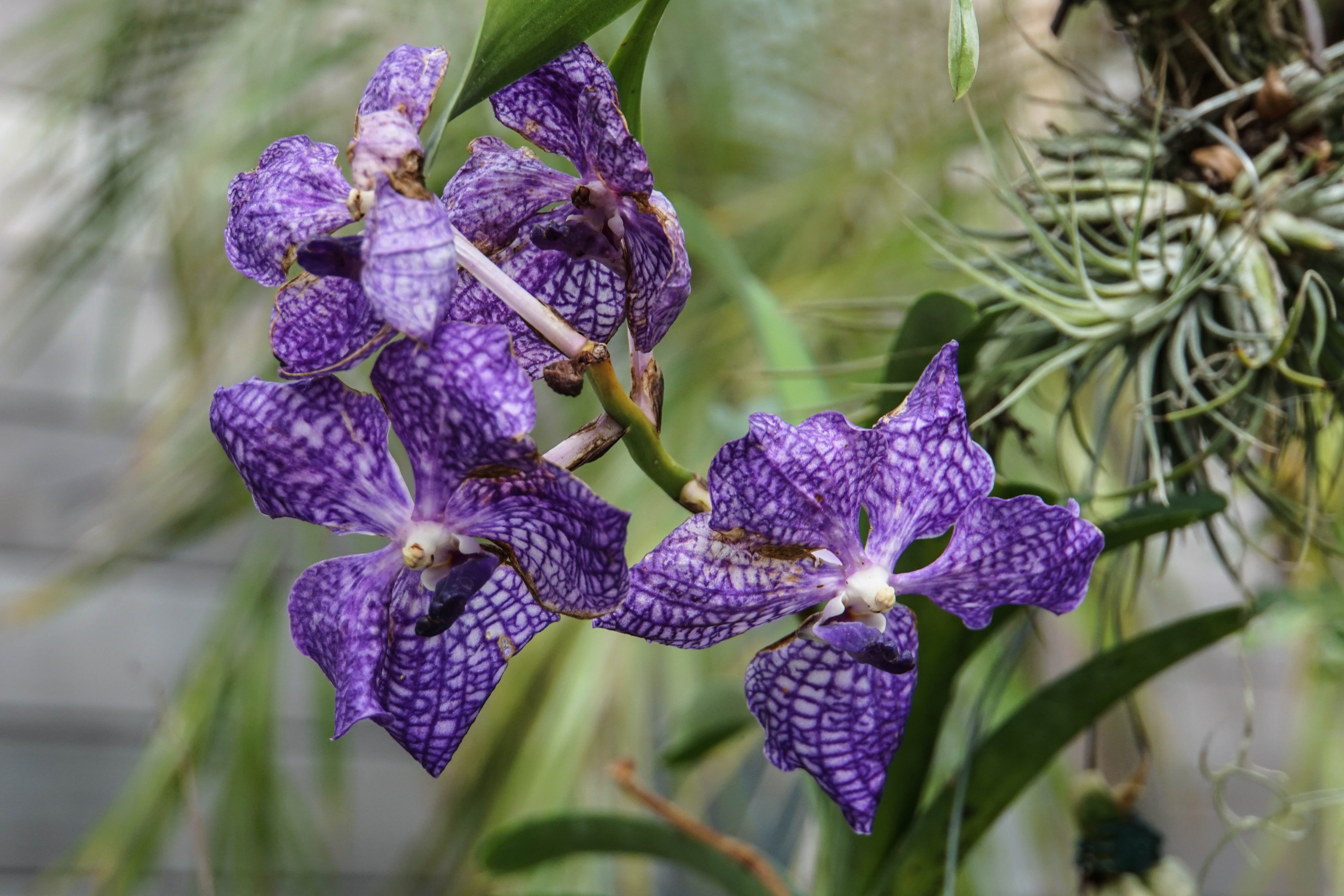 Naples Botanical Garden Carovettes Amerika