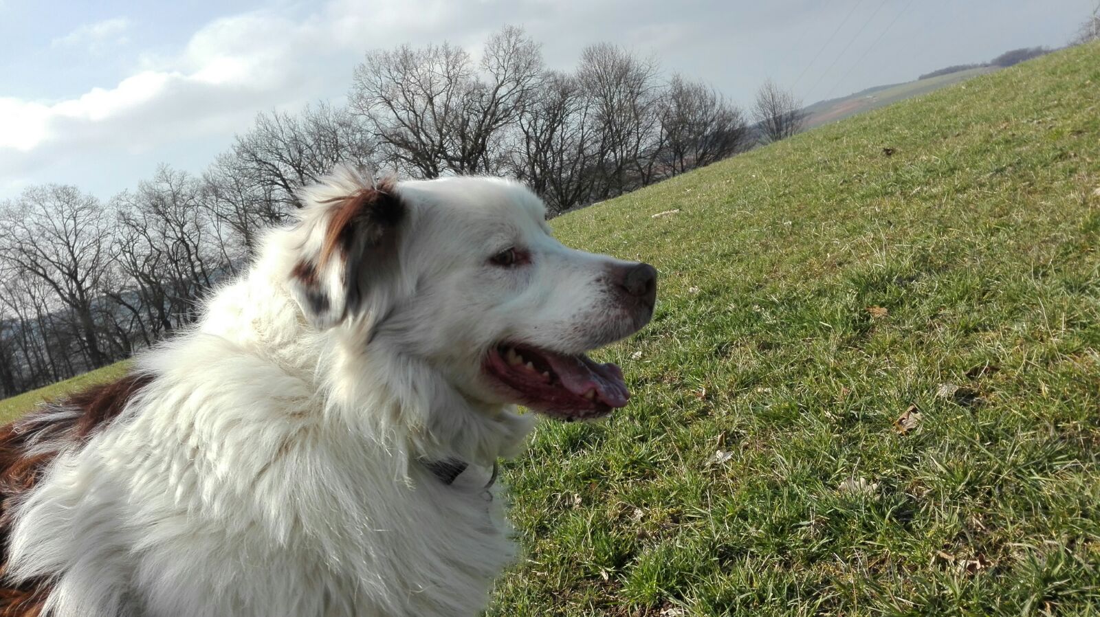 Der Hund bleibt Dir im Sturme treu, der Mensch nicht mal im Winde