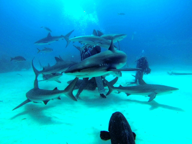 Requins des Caraïbes