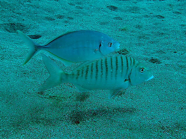 Marbré et Chinchard à queue jaune