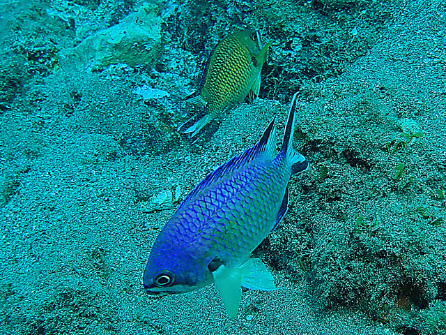 Castagnole à queue rayée