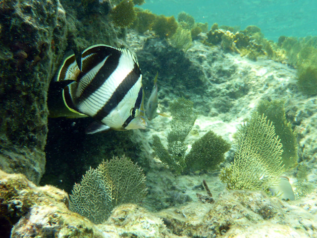 Poisson-papillon rayé