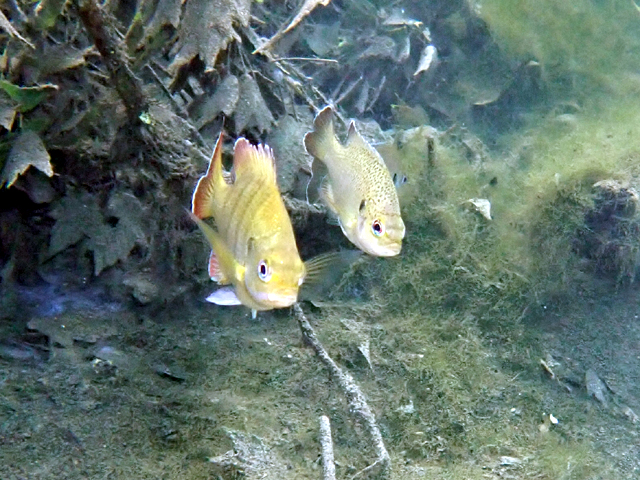 Couple de perches soleil ...
